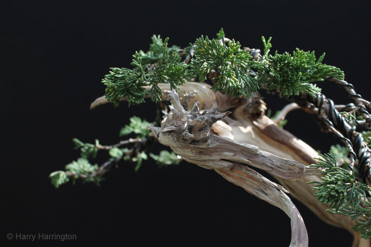 juniper bonsai